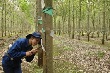 Thi đua đồng bộ, hiệu quả tại Cao su Chư Păh